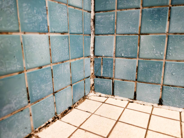 Reliable Alice, TX Mold Removal Solutions