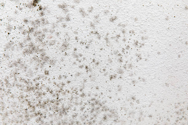 Best Water Damage & Mold Remediation  in Alice, TX
